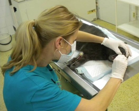 MVDr. Marta Kvasňovská Koudelková, majitelka veterinární kliniky Jičínská 47, Praha 3